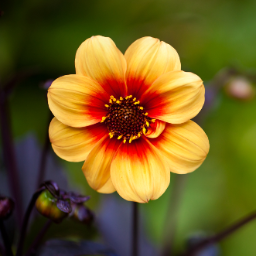 serendipity_sis's profile picture. Hippy ☮