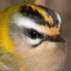 A virtual Group supporting ringing in your historic County for @__COO. Conserving species and their habitat through scientific study.