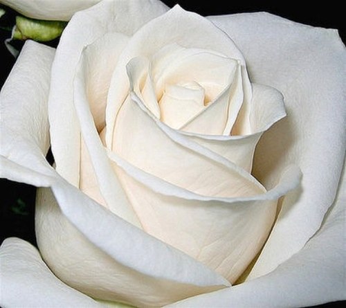 Aljohanimanal's profile picture. What doesn't kill you makes you stronger ♡'. 