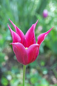 Horticultural PR and aspiring gardener -children permitting!