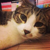 182f (@182fa) 's Twitter Profile
