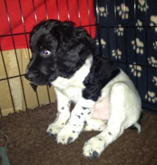 A very naughty Springer Spaniel Puppy