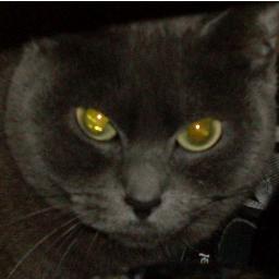 SassaKawaii's profile picture. Salut, je m'appelle Sarah et  je suis une fille comme les autres, normal quoi, et je suis trop fan de Selena gomez, Bella Thorne et Zendaya Coleman! 3