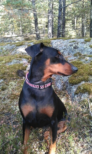 tangonike's profile picture. 