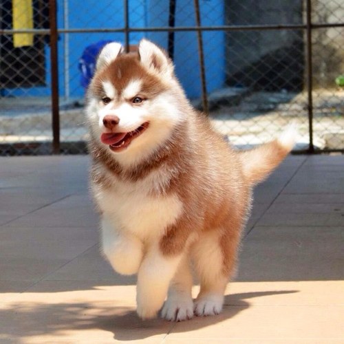 มีน้อง Siberian Husky ใบเพ็ดเต็มใบมาให้จองกันเรื่อยๆจ้า