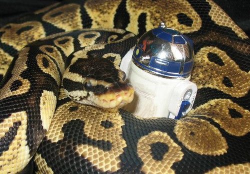 Skywalker Reptiles is a ball python breeder in the Central Florida area. We enjoy each of our animals as they are our pets as much as they are our business.