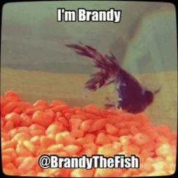 Hi I'm Brandy Gill. I live in Ayr, near the beach which is nice as it keeps me inspired to dream big.