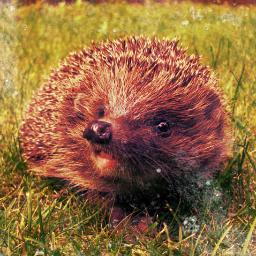 EuropeHedgehog's profile picture. 