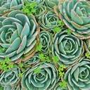 Frances Varnum - @HelloCessieLove - Twitter