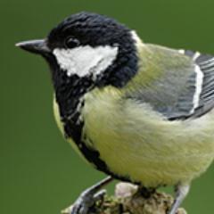 A virtual Group supporting ringing in your historic County for @__COO. Conserving species and their habitat through scientific study.