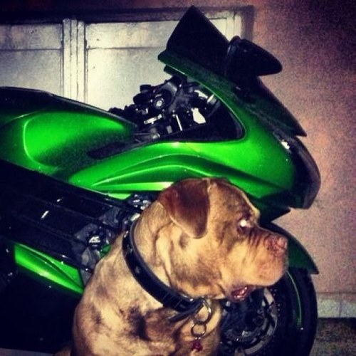 cariksizmehmet's profile picture. --Zero to Hero--