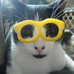 DeniAndThePets's profile picture. Pets, Pets & More Pets! Have you LOVED your pets today?
HempWorx PET Independent Affiliate