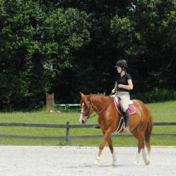 The official twitter account of Kelly Reilly's horse.