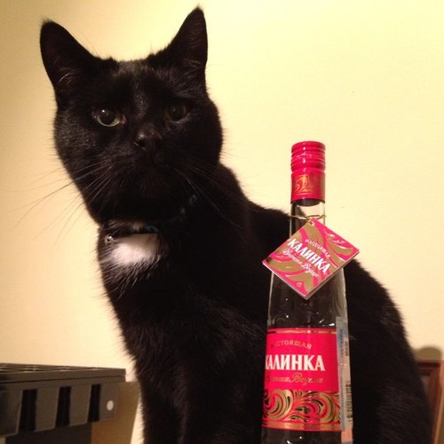 Russian by birth, Australian by passport. Love cats and everything to do with cats.
