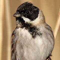 A virtual Group supporting ringing in your historic County for @__COO. Conserving species and their habitat through scientific study.