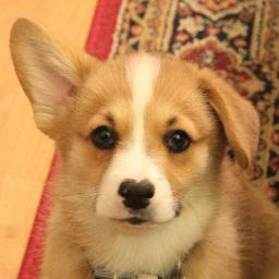 Pembroke Welsh Corgi born 2/1/13. Lover of treats, belly rubs, and playing fetch. Currently marking my territory in the Bay Area.