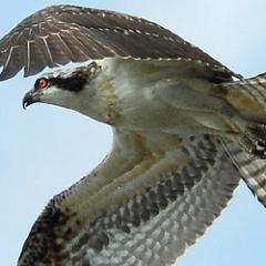 A virtual Group supporting ringing in your historic County for @__COO. Conserving species and their habitat through scientific study.