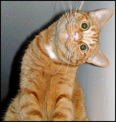 Snapbacks & Cats too. Meow. Throw a nigga some nip.
