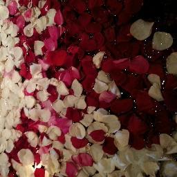 بكالوريوس علوم الحاسب..ماجستير تعليم الحاسب..أعمل في مجال التدريب والتعليم..