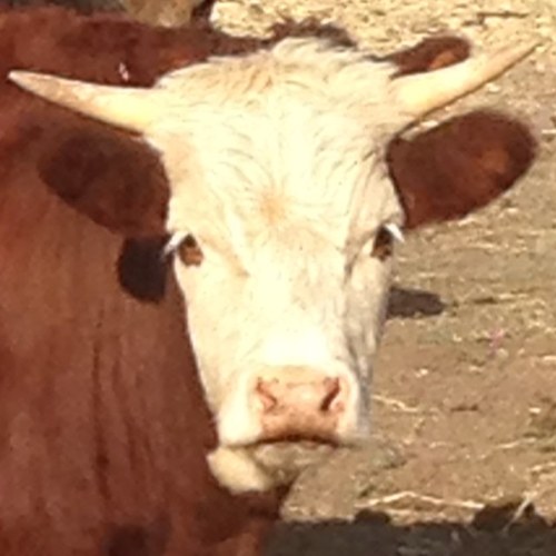 pesty_2's profile picture. Worshipper of Moose. Sam Hitchock's idol.