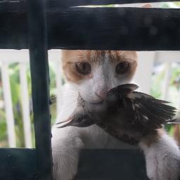 BarristersNOLA's profile picture. 