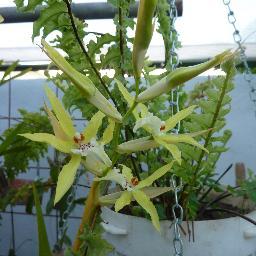 ValentiNorma's profile picture. 