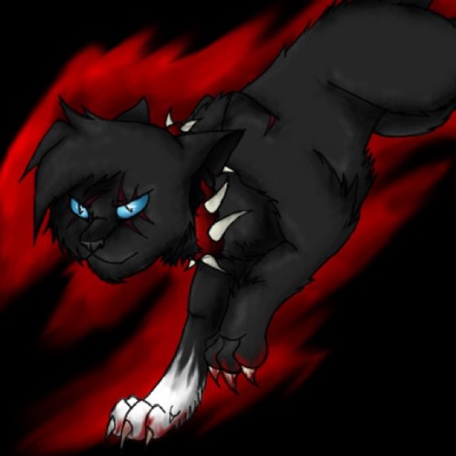 I am Boneclaw deputy of Thunderclan, I am a black tom with a white paw. I will always protect my clanmates from evil! Mate: @cloverclaw Kit: none