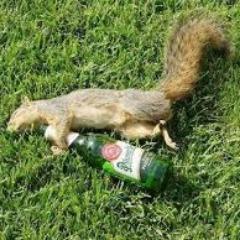 EIUsquirrel's profile picture. EIU squirrel don't give a...