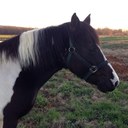 Pat Marrs - @YorkieBabes2 - Twitter