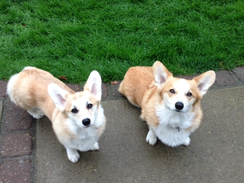 Experienced Corgi picker-upper-afterer, dog trainer, reader and all around crafty person