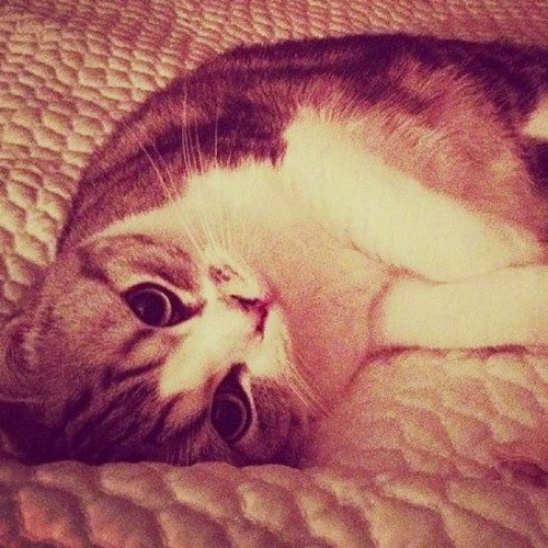 I'm just a cat trying to find a place in this world. Owner: @taylorswift13