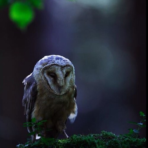 DavianScho's profile picture. Avid musician and
landscape designer.  I'm a 35 year old researcher on secret societies; their influence on current global events.