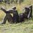 quieroserbonobo's profile image
