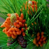 시나느리 (@1472kyung63) 's Twitter Profile