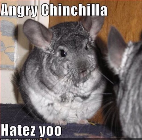 chinchilla angry