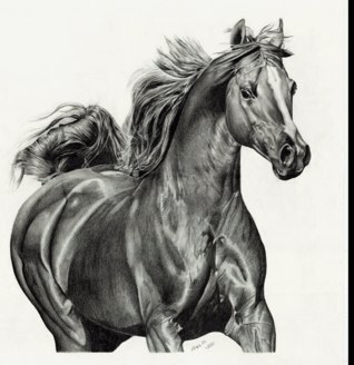 #chistain  i love horses western crazy,country crazy