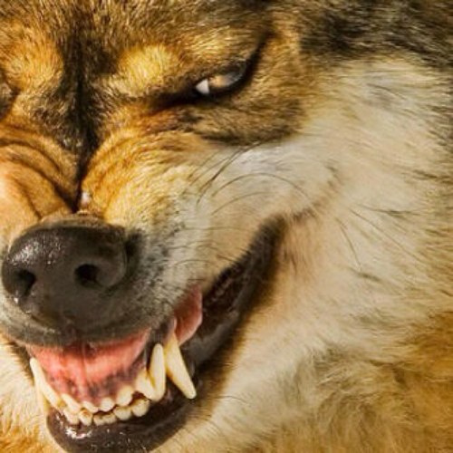 Al3MREee's profile picture. متغطرس اواجه جروحي بـابتساماتي ومهما سجنّي الحزن ازداد حريه وعرفت لو الزمـن زاد انكساراتي انا المثالي بـ زمان اللإ مثاليه