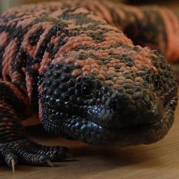 Private breeder of gilamonster (heloderma suspectum)