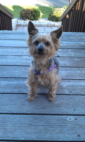 vstout13's profile picture. high school English teacher and high school volleyball coach -Canton-Galva High School, Canton, Kansas. Also wife, mom, reader, gardener, camper