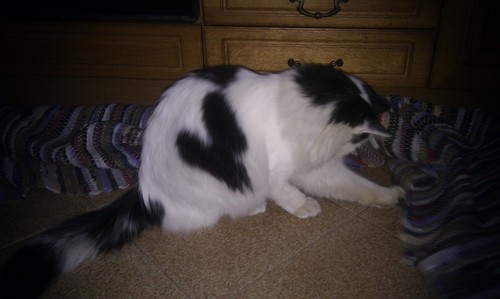 Annaira3s's profile picture. Studentessa di Allevamento e Benessere Animale alla facoltà di Medicina Veterinara di Milano. Odio le persone e amo gli animali.