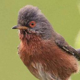 A virtual Group supporting ringing in your historic County for @__COO. Conserving species and their habitat through scientific study.