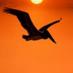Gary Anderson (@pelicantrading) Twitter profile photo Gary Anderson (@pelicantrading) Twitter profile photo