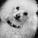 diane lemire - @dianelemire1 - Twitter