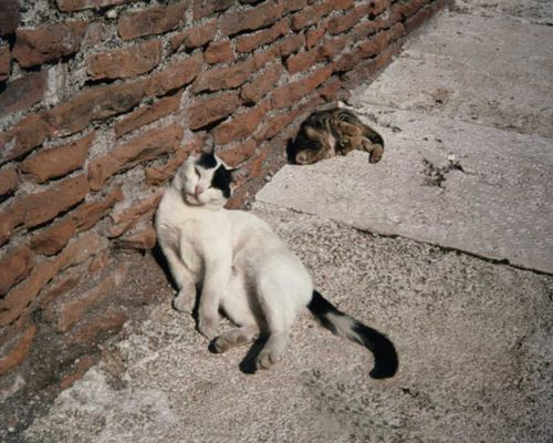 M_Mancuso26's profile picture. I love music!Mary Mancuso