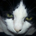 Tracy Jacobsen - @tjacobsenlonewo - Twitter