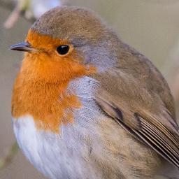 A virtual Group supporting ringing in your historic County for @__COO. Conserving species and their habitat through scientific study.