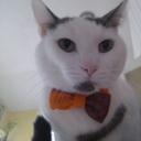 Gillian Mace - @Gillian25632476 - Twitter