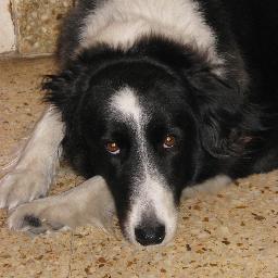 44_susa's profile picture. Tan corto es el amor y tan largo el olvido