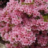 지수영 (@qjqwjs11) 's Twitter Profile