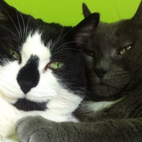 Love begets love. ♥️ Mama to fur babies, Carol, Buddy, Shimmah, Georgie, Moo, Milo, Simbaba & Biggy & my 🐈🌈Skank, Daddy, Pixar, Sniffles, Sunny, Shady & BOZO.